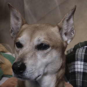 Fundraising Page: charlene ashborn